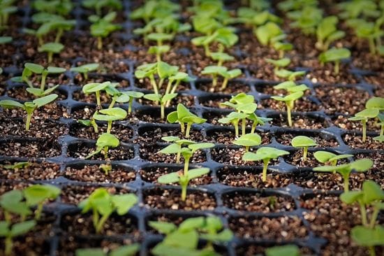 Cultivate & Equipment: Greenhouse produce growing tips